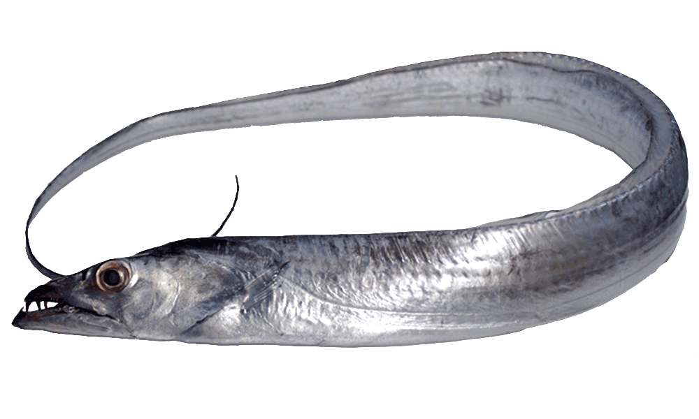 TAHALI / RIBBON FISH