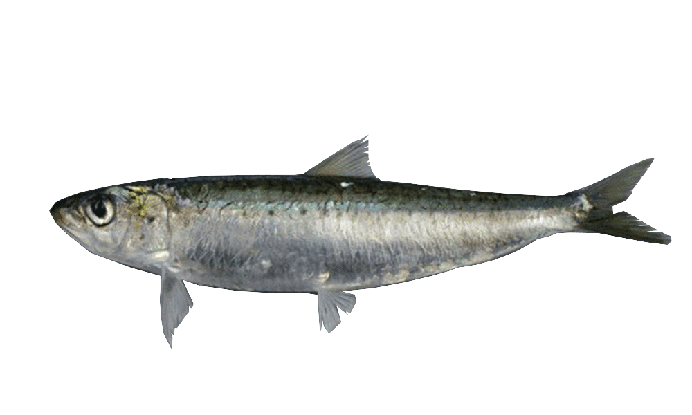 SARDINAS / SARDINES