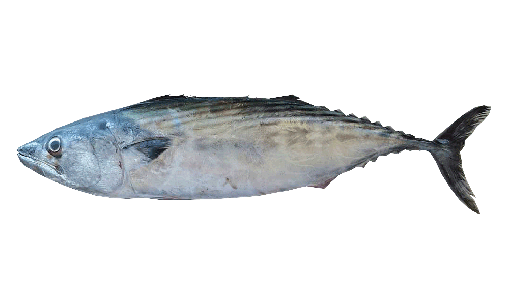 CABAÑA BLANCA / SKIPJACK TUNA