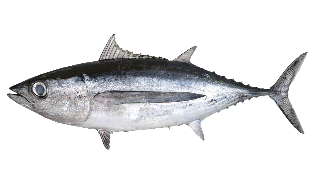 ATUN ALBACORA / ALBACORE TUNA