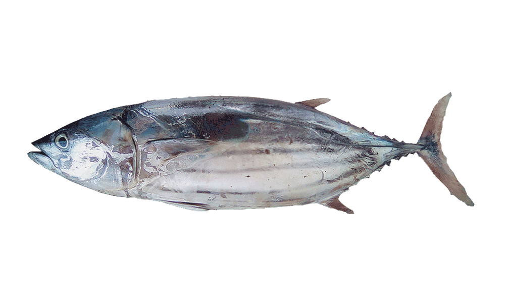 ATUN BONITO / OCEANIC SKIPJACK TUNA