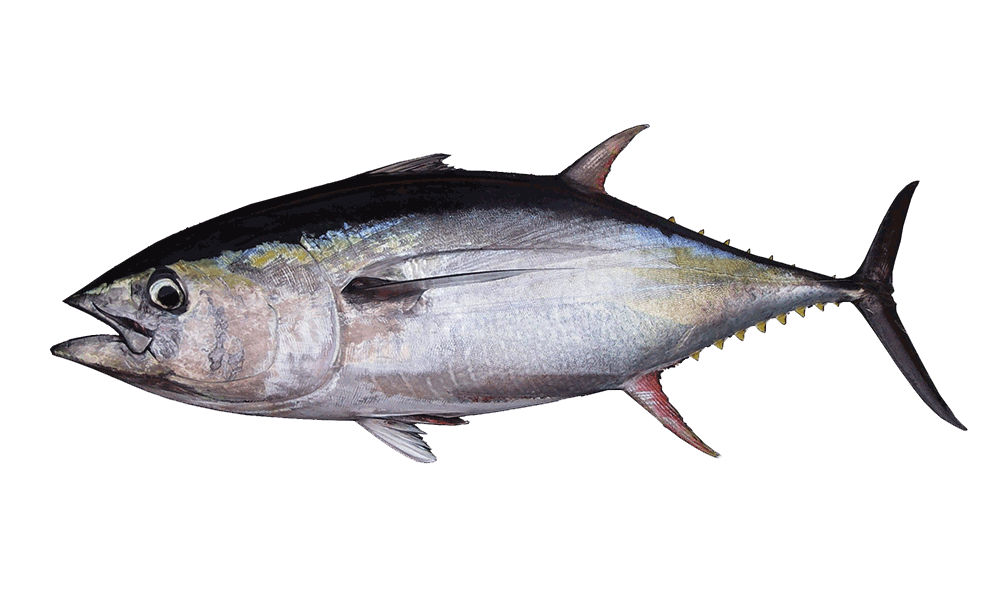 ATUN ALETA AMARILLA / YELLOWFIN TUNA