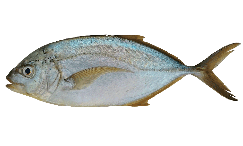 ATUN COJINUA / YELLOW JACK TUNA
