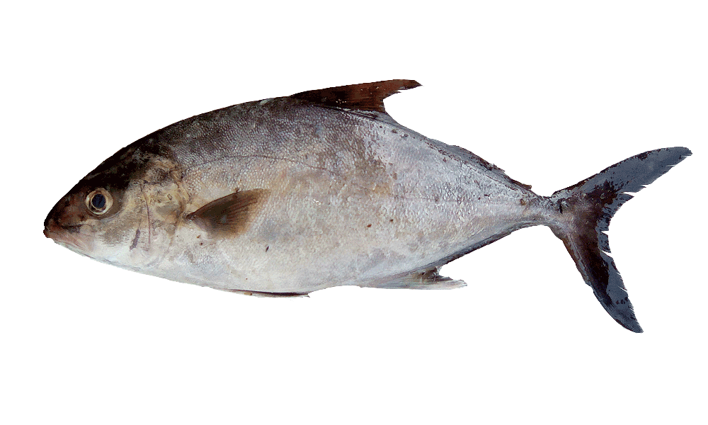 ATUN MEDREGAL / ALMACO JACK