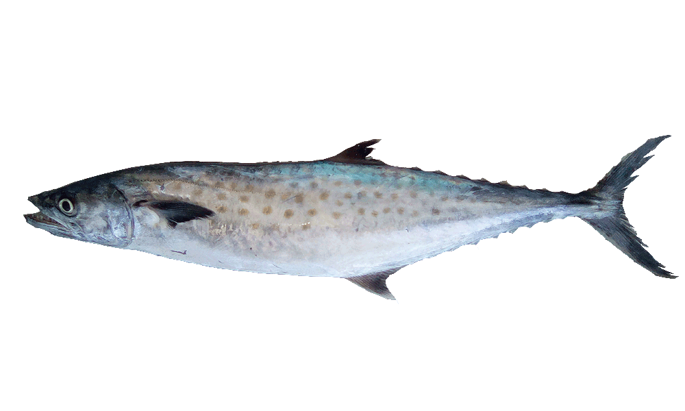CARITE / KINGFISH