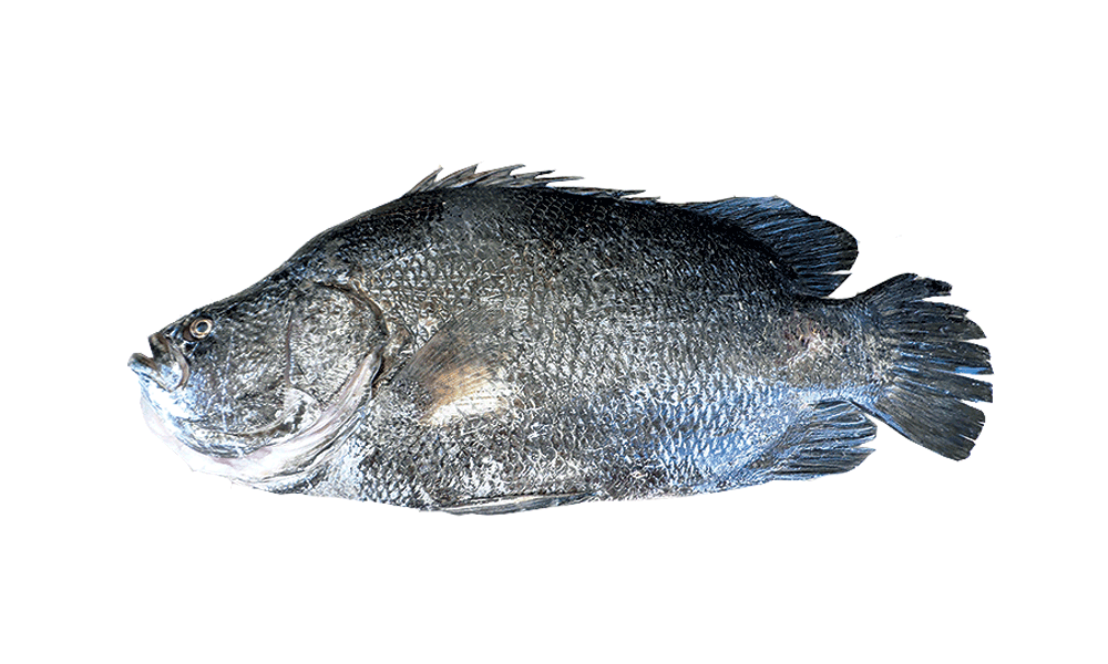 DORMILONA / ATLANTIC TRIPLETAIL