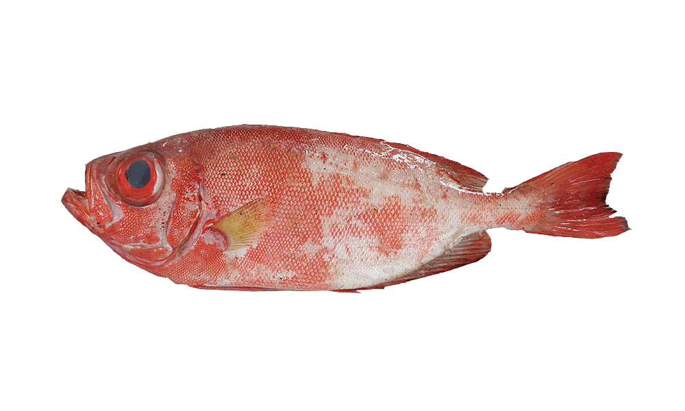 CATALANA / ATLANTIC BIGEYE
