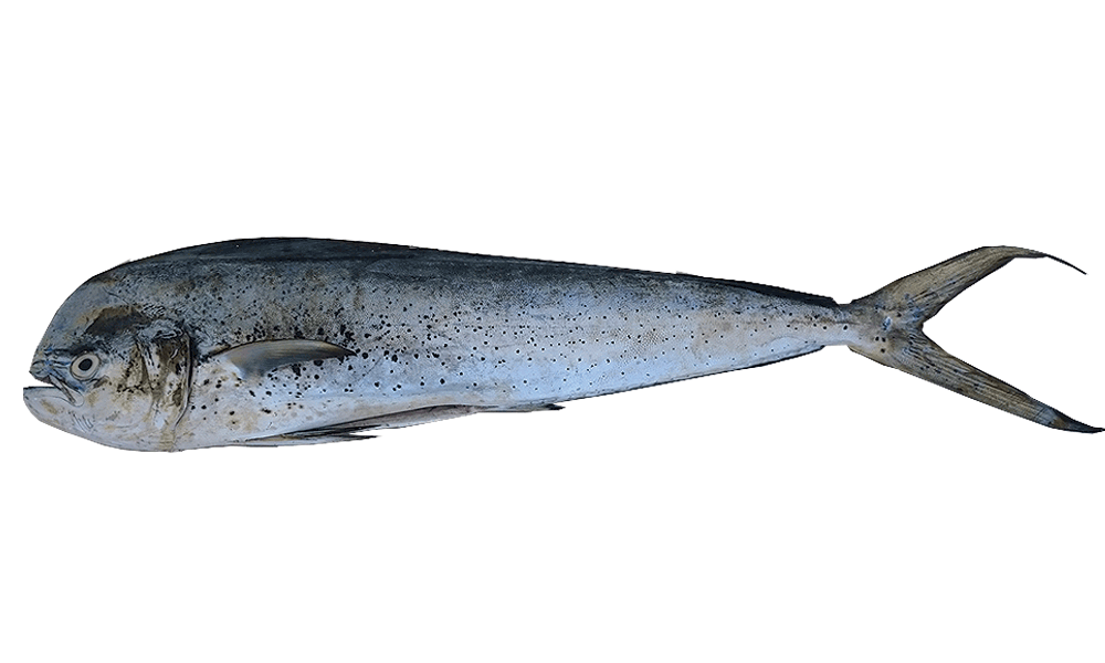 DORADO / MAHI MAHI