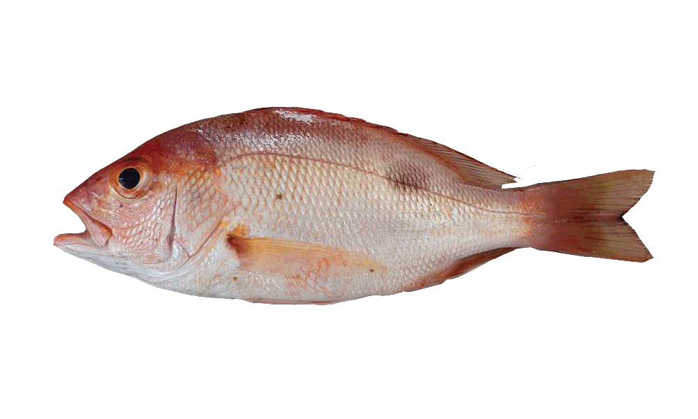 PARGO ROJO / RED SNAPPER