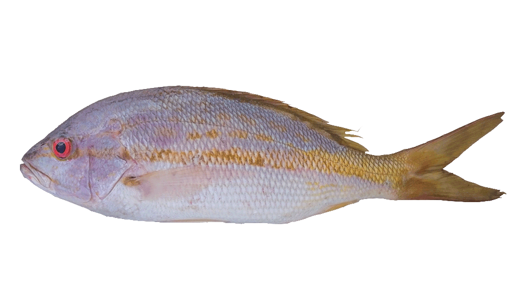 RABIRRUBIA / YELLOW TAIL