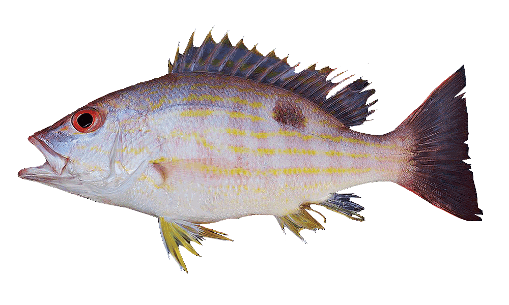 GUANAPO / LANE SNAPPER