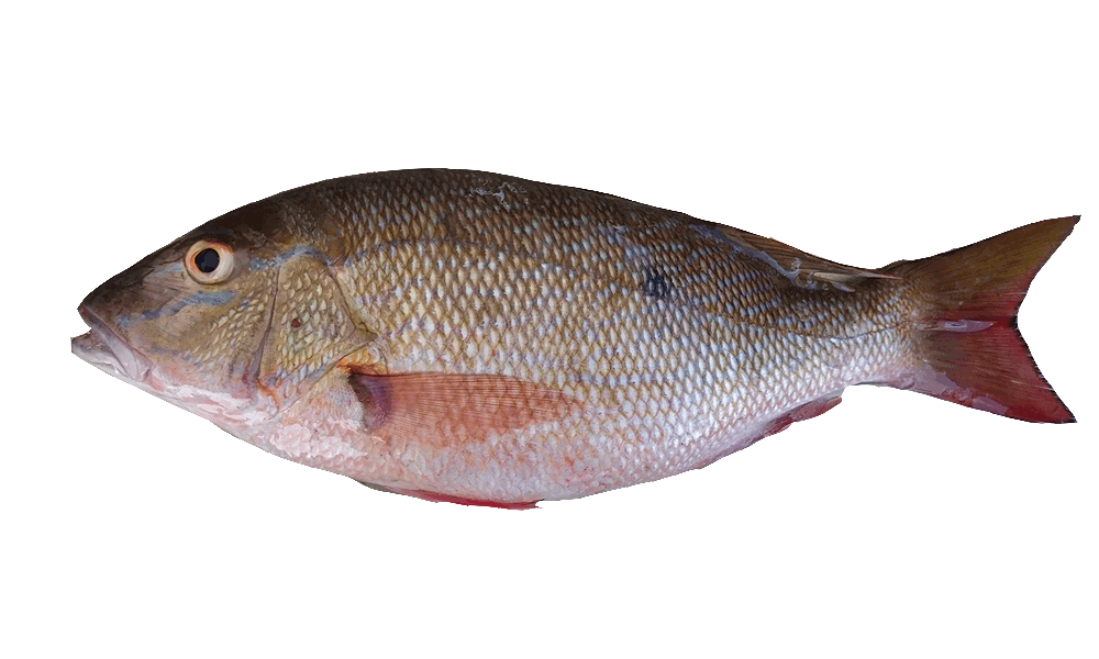 PARGO CEBAL / MUTTON SNAPPER