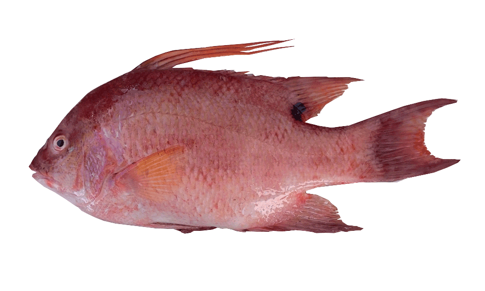 PARGO GALLO / HOGFISH