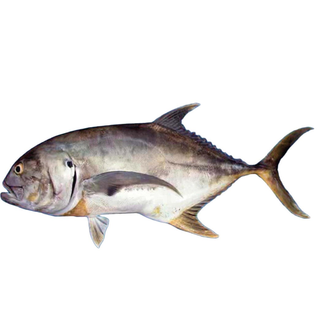 JUREL / CREVALLE JACK