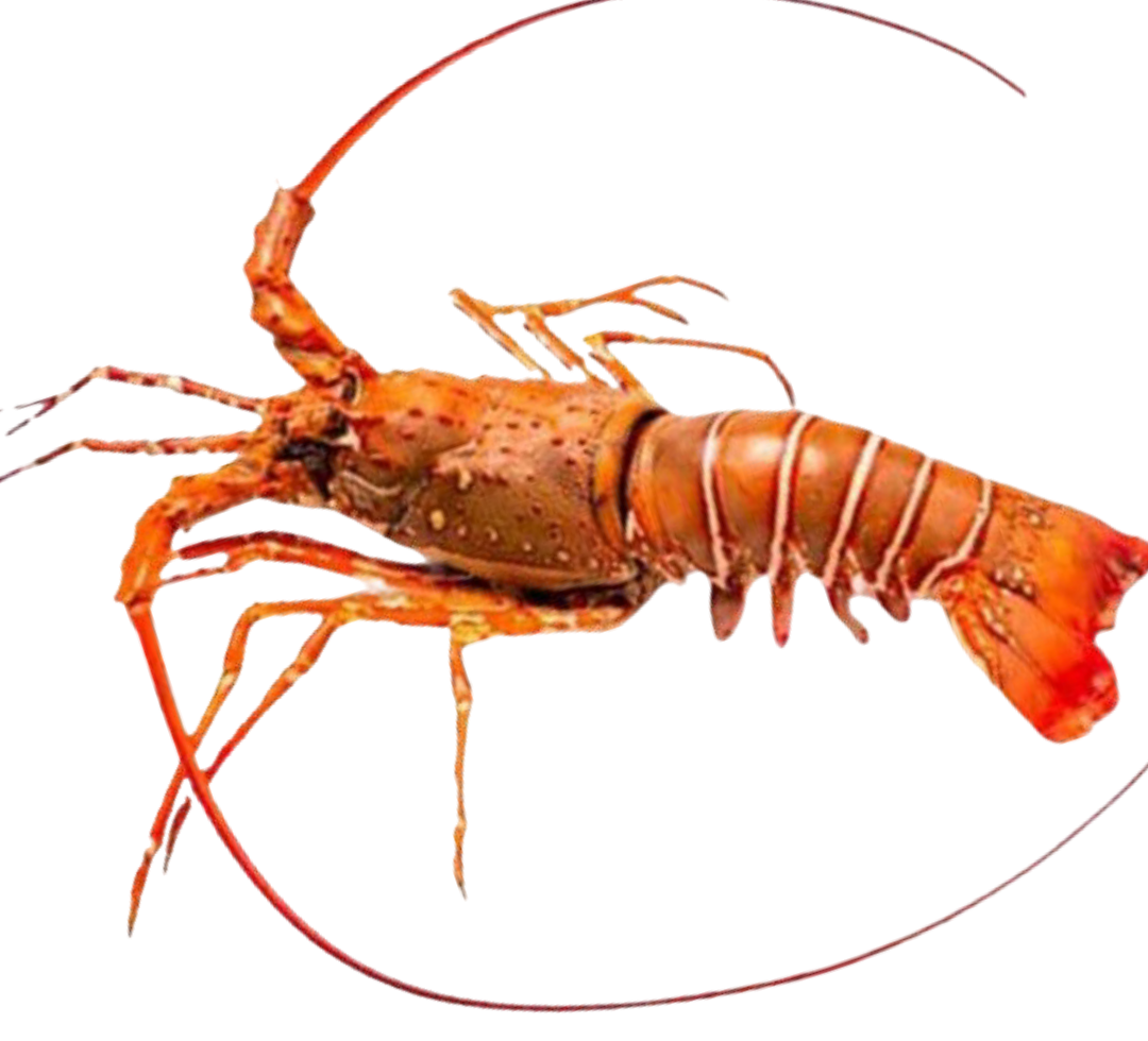 LANGOSTA / LOBSTER