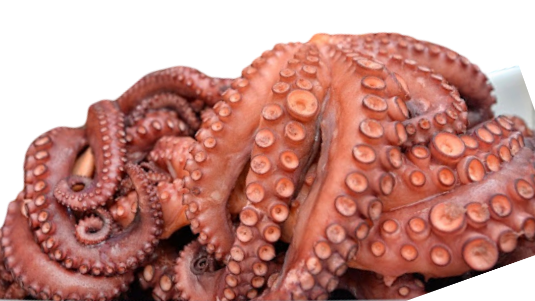 PULPO / OCTOPUS