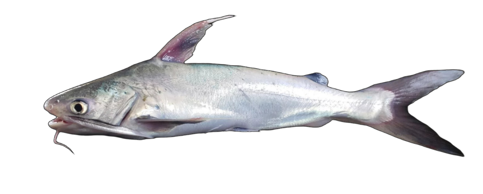 BAGRES / GAFFTOPSAIL CATFISH